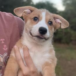 Arcadia - Red and white male American Corgi puppy in Hope, Arkansas from Foxy Knoll Farm