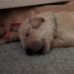 Golden Retriever Puppies from Goldens of Heritage Oaks