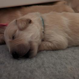 Golden Retriever Puppies from Goldens of Heritage Oaks