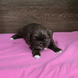 Trixy Girl 2 - Liver female Shih Tzu puppy in Meadows Of Dan, Virginia from Walt’s Shih Tzus
