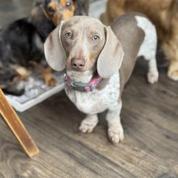 Darla - Dachshund