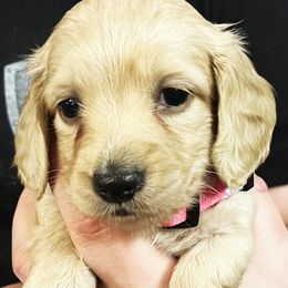 Mandy - Cream Dachshund puppy in Arp, Texas from Barksalot Dachshunds