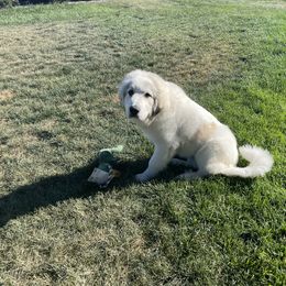 Great Pyrenees Puppies from Owyhee Mountains Great Pyrenees