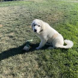 Great Pyrenees Puppies from Owyhee Mountains Great Pyrenees