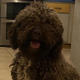 Bentley - Lagotto Romagnolo