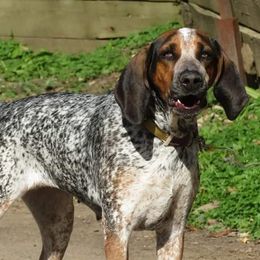 American English Coonhounds from Hartmann's English Coonhounds