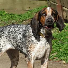 American English Coonhounds from Hartmann's English Coonhounds