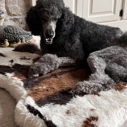 Onyx - Brindle female Poodle puppy in Elko New Market, Minnesota from Willow Rock Poodles