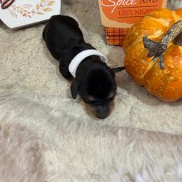 Black and tan white collars - Black and tan female Dachshund puppy in Pleasant Plains, Arkansas from JGBs Silver Spur Dachshunds