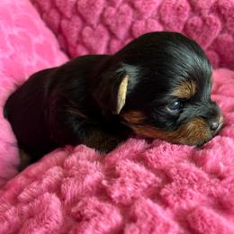 Drago Jr - Black and gold male Yorkshire Terrier puppy in Los Angeles, California from WESTWAY Yorkies