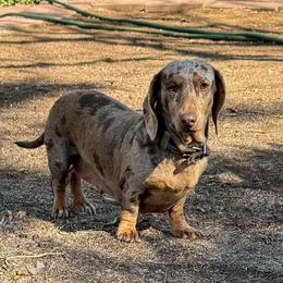 Paisley - Dachshund