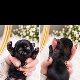 Shadow - Brindle male Shih Tzu puppy in Gilbert, Arizona from Shih Tzus of Gilbert