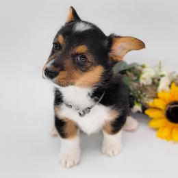 German Shepherd and Pembroke Welsh Corgi Puppies from J&R Shepherds & Corgis