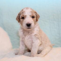 Dottie - Parti female Goldendoodle puppy in Cherry Creek, New York from Doodles Pups of NY