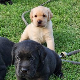 Boy - Labrador Retriever puppy from AKC California Winterstrom Labradors