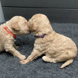Goldendoodle Puppies from Kingwood Goldendoodles