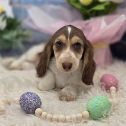 Ivar - Chocolate and cream male Dachshund puppy in Norwood, Missouri from Madra's Dashing Doxies