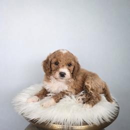 Hickory - Red  male Goldendoodle puppy in Floyd, Virginia from Hearts and Paws Poodles and Doodles