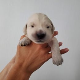Golden Retriever Puppies from Lakeside Goldens