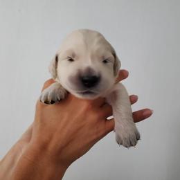 Golden Retriever Puppies from Lakeside Goldens