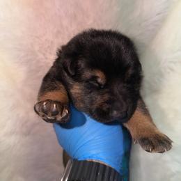 Boy 2 - Black and tan male German Shepherd puppy in Hollis Center, Maine from Noble German Shepherds of Maine