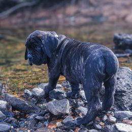 Gray Collar - Black brindle male Cane Corso puppy in Catawba, North Carolina from Catawba Cane Corso