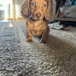 Dachshund Puppies from Mulberry Dachshunds