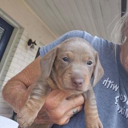 Shirley - Fawn (Isabella) female Dachshund puppy in Sarasota County, Florida from Donna's Mini Joys
