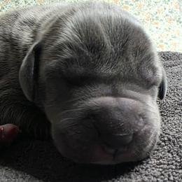 Twix - Blue brindle female Great Dane puppy in Albany, Oregon from Red Cloud Australian Shepherds and DeGray Great Danes & Bulldogs