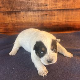 Boy 4 - Blue speckled male Australian Cattle Dog puppy in Mooresboro, North Carolina from Grog Creek Kennel