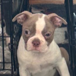 Boy 2 - Boston Terrier puppy from Bill's Boston Babies