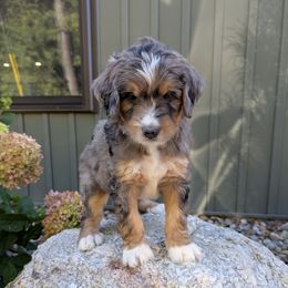 Max - Blue merle male Bernedoodle puppy in Beach City, Ohio from Blue Cloud Doodles