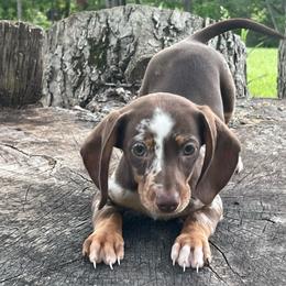 Phoebe - Dapple female Dachshund puppy in Industry, Illinois from KDKs Kennels