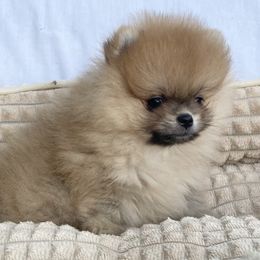 Chloe - Red sable female Pomeranian puppy in Citrus Heights, California from Marina's Pomeranians (AKC)