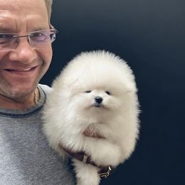 Pomeranian Puppies from Kouture Pomeranians