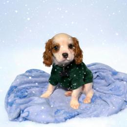 Jamison - Blenheim male Cavalier King Charles Spaniel puppy in Pennsylvania from Julie's Cavalier King Charles Spaniels