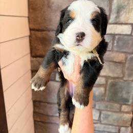Bo Peep - Tri-color female Bernese Mountain Dog puppy in Fort Meade, Florida from Baldwin Dood Ranch