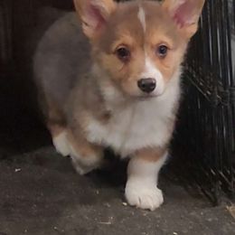 Hotch - American Corgi puppy from Nightstreak Corgis