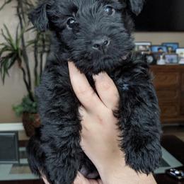 Scottish Terrier Puppies from Duran's Scotties