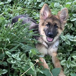 German Shepherd Puppies from Celtic Rose German Shepherds