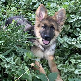 German Shepherd Puppies from Celtic Rose German Shepherds