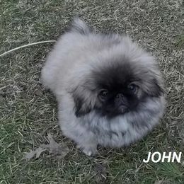 Boy 2 - Pekingese puppy in Pennsylvania from Brey Pekingese