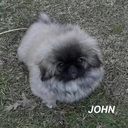 Boy 2 - Pekingese puppy in Pennsylvania from Brey Pekingese