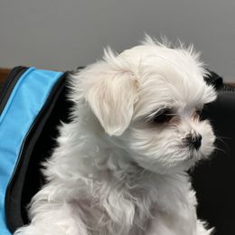 "Zero" Maltese Puppies from Genice’s Small Wonders
