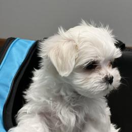 "Zero" Maltese Puppies from Genice’s Small Wonders