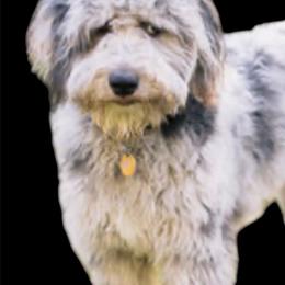 Rue - Aussiedoodle