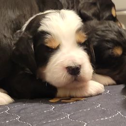 Bernedoodles from Megan's Bernedoodles