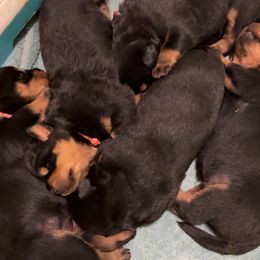 Rottweiler Puppies from Rottweiler vom Hause Wolf