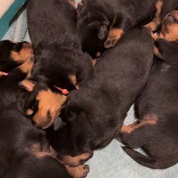 Rottweiler Puppies from Rottweiler vom Hause Wolf