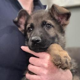Green collar - Sable female German Shepherd puppy in Canterbury, Connecticut from Nachtwaechter German Shepherds, LLC